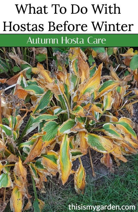 Flowerbeds Around Patio, How To Divide Hostas In The Fall, Hosta Winter Care, Winterize Flower Beds, Short Bushes In Front Of House, Planting Hostas Around Trees, Fall Outdoor Landscaping, What To Do With Hostas In The Fall, Hosta Care In Fall