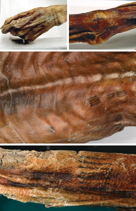 Ötzi, the Iceman - Archaeology Magazine Iceman Tattoo, Otzi The Iceman, Ötzi The Iceman, Mummified Body, Ancient Tattoo, The Iceman, C Tattoo, Tattoo For Son, Hunter Gatherer