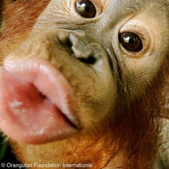 20 Monkeys Pose For The Camera In Hilarious Set Of Snaps - I Can Has Cheezburger? Kiss Memes, Monkey Pose, Kiss Meme, Streak Ideas, Funny Monkey, Snap Streak Ideas Easy, Snap Streak, Monkeys Funny, Pose For The Camera