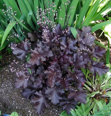 Coral Bells 'Black Beauty' (Heuchera x hybrida) Pink Spring Flowers, Coral Bells, Zone 2, Pink Spring, Base Camp, Foliage Plants, Black Beauty, Front Garden, Yard Landscaping