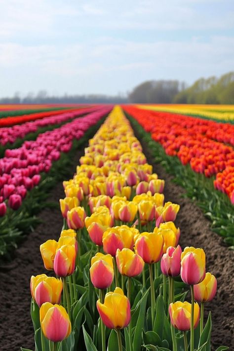 Marvel at the Vibrant Tulip Fields in the Netherlands🌷 Spring is the perfect time to visit the Netherlands and see the colorful tulip fields. Explore Keukenhof Gardens and the picturesque countryside. 🌿🌷 #TulipFields #SpringTravel #Netherlands #Keukenhof Tulip Fields Netherlands, Keukenhof Gardens, Tulip Fields, Spring Trip, The Netherlands, Tulips, Netherlands, Marvel, Travel