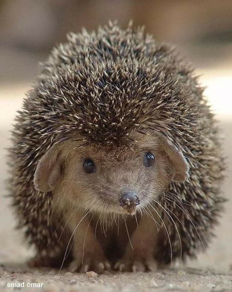 Cute Hedgehog, Cute Critters, Cute Animal Pictures, Animal Pics, Animal Photos, Cute Creatures, Hedgehogs, Sweet Animals, Animal Planet