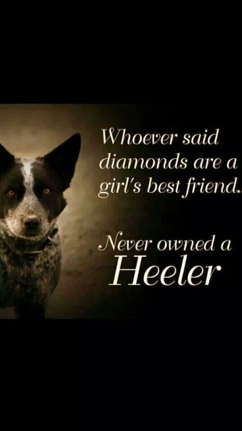 No truer words ever said ♥♥♥ Aussie Cattle Dog, Austrailian Cattle Dog, Cattle Dogs Rule, Heeler Puppies, English Bull Terrier, Blue Heelers, Blue Heeler Dogs, Red Heeler, Australian Cattle Dogs