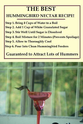 Hummingbird Food Recipe, Homemade Hummingbird Nectar, Homemade Hummingbird Food, Hummingbird Nectar Recipe, Hummingbird Food, Hummingbird Nectar, Hummingbird Plants, Hummingbird Garden, Diy Birds