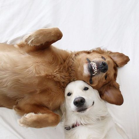 Best Friend-Dogs And A Cat Are Taking Over The Internet With Their Incredibly Adorable Pics Puppy Pictures, Silly Cats, Love Pet, Dog Photos, 귀여운 동물, Cute Funny Animals, Animals Friends, Big Brother, Dog Friends