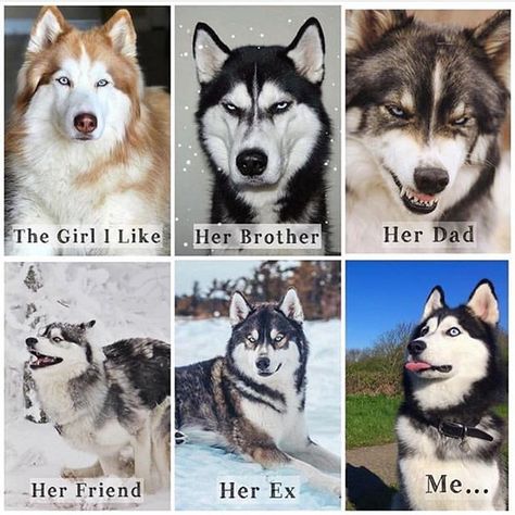 Family Tree 🌲😂 Tag the people that relate to this pic 📸    #Regram via @www.instagram.com/p/BueAPIJA423/ Husky Humor, Puppies Husky, Husky Facts, Puppy Husky, Funny Husky, Alaskan Husky, Husky Puppies, Husky Funny, Dog Quotes Funny