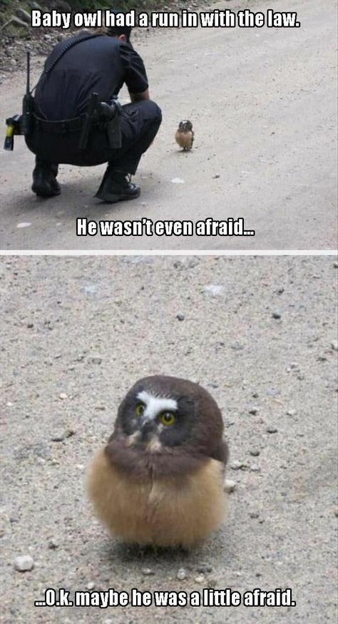 Regnul Animal, Cute Animal Memes, Funny Animal Quotes, Funny Animal Jokes, 웃긴 사진, Baby Owls, Funny Animal Memes, Animal Jokes, Animal Quotes