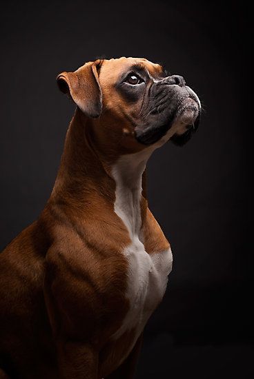 Boxer Black Boxer Dog, Cute Boxer Puppies, Boxer Dog Puppy, Boxer Dogs Funny, Boxer Dogs Art, Cute Boxers, Boxer (dog), Boxer Puppy, Boxer Puppies