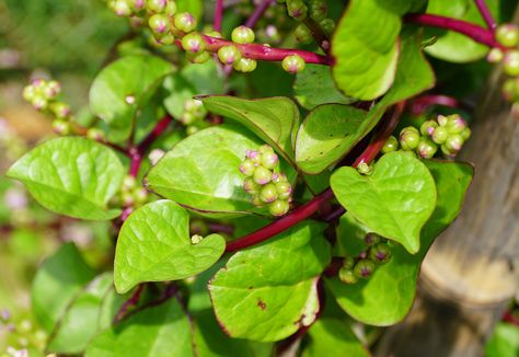 How to Plant, Grow, and Harvest Malabar Spinach Spinach Garden, Malabar Spinach, Spring Crops, Planting Tools, Fruit Seeds, Information Card, Tomato Seeds, Organic Seeds, Country Garden