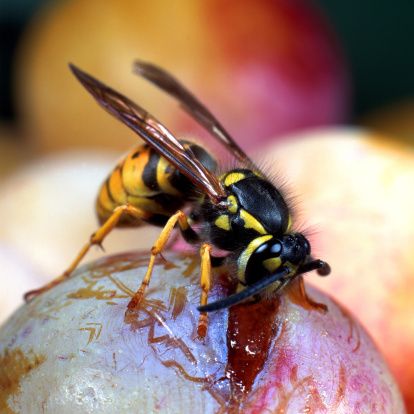 Killing Wasps, Yellow Jacket Bee, Bee Killer, Wasp Killer, Wasp Repellent, Get Rid Of Wasps, Bug Killer, Bees And Wasps, Yellow Jackets