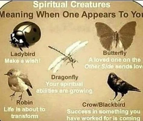 True Sayings, Witchy Tips, Animal Spirit Guides, Witchcraft Books, Witch Spirituality, Wiccan Witch, Magick Spells, Eclectic Witch, Wiccan Spell Book