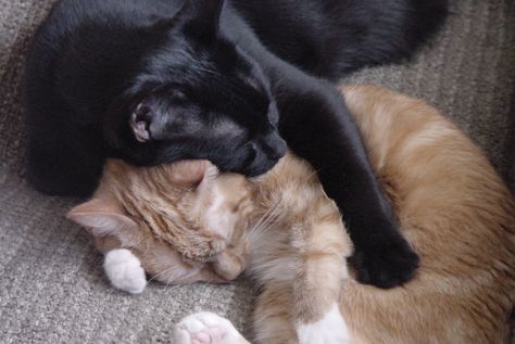 Two Animals In Love, Two Cats In Love, Animals In Love, Cats Kissing, Cats In Love, Cat Couple, Cat Cuddle, Orange Cats, Cat Boarding