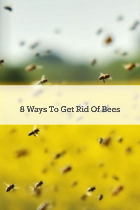 Do you have a bee infestation? If so, we found eight easy ways to get rid of #bees! Getting Rid Of Bees, Bee House, The Bee, How To Find Out, Bee