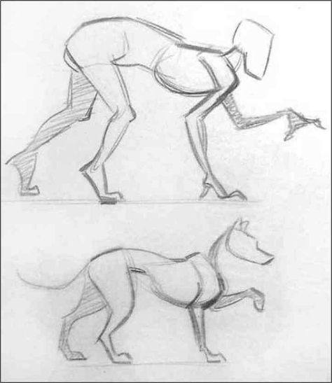 Canine Art, Wow Art, Warrior Cat, Dessin Adorable, Anatomy Art, Art Poses, Book Art Drawings, Art Tutorials Drawing, Sketchbook Art Inspiration