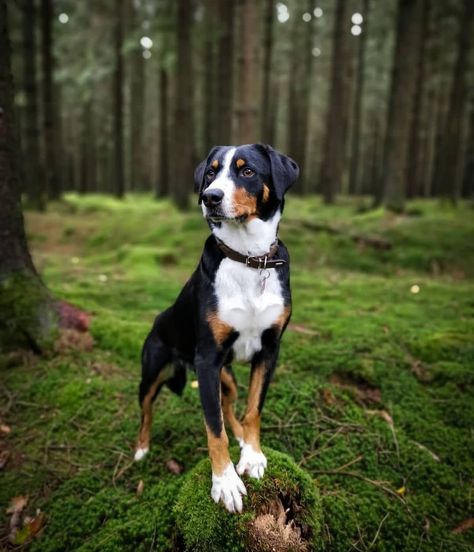 Dog breeds in the world Appenzeller Dog, Belgian Dog, Great Swiss Mountain Dog, Maremma Sheepdog, Every Dog Breed, All Breeds Of Dogs, Greater Swiss Mountain Dog, Swiss Mountain Dogs, Working Dog