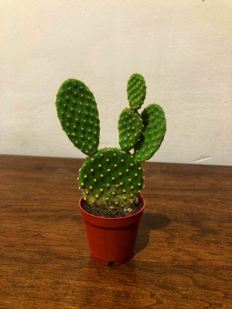 Bunny Ear Cactus, Opuntia Microdasys, Cactus Succulents, Bunny Ears, Bunny Ear, Botany, Cactus Plants, Cactus, Plants