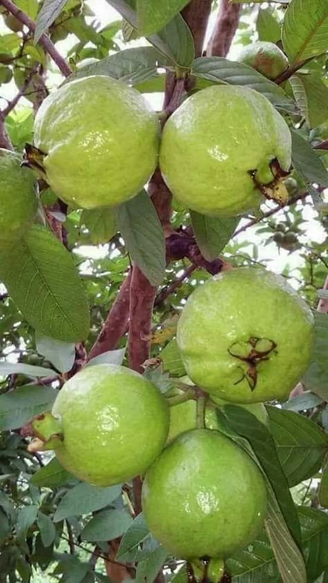 Goiaba Fruits And Vegetables Pictures, Guava Tree, Fruit Bearing Trees, Guava Fruit, Vegetable Pictures, Guavas, Fruit Photography, Beautiful Fruits, Fruit Plants