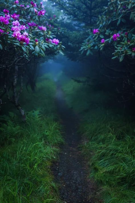 The magic of the forest and Rhododendrons of Roan Mountain.. Rhododendron Oregon, Rhododendron Percy Wiseman, Entrepreneur Website, Rhododendron Forest, Rhododendron Arboreum, Rhododendron Maximum, Roan Mountain, Snowy Mountains, Beautiful Landscape Wallpaper