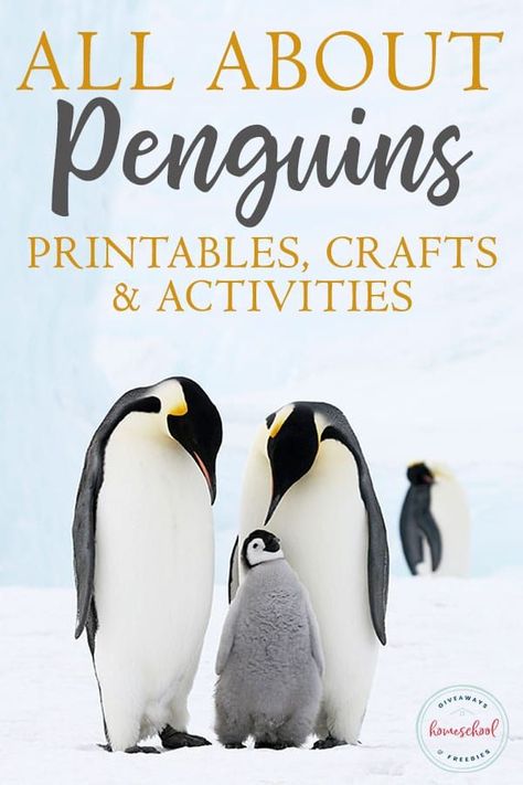 Are you studying penguins in your homeschool? These printables, crafts and activities would be a great addition to your studies. #penguins #homeschoolers #homeschooling #printables Penguins Kindergarten, Penguin Awareness Day, Penguin Facts, All About Penguins, Penguin Activities, Penguin Day, Penguin Theme, Penguin Species, Feelings Activities