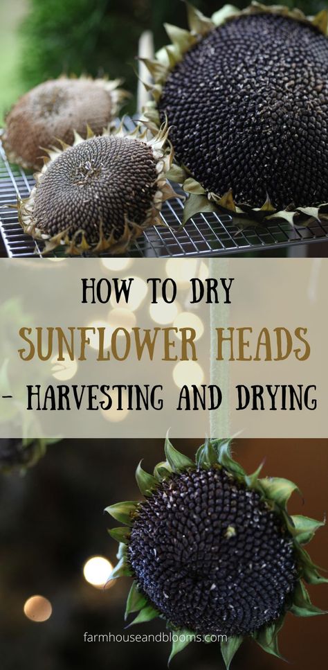 two pictures of drying sunflower heads Harvesting Sunflower Seeds, Diy Dried Flower Arrangement, Dried Sunflowers, Sunflower Leaves, Growing Sunflowers, Sunflower Head, Seed Collection, Home Vegetable Garden, Sunflower Decor