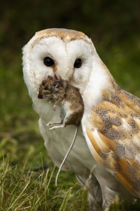 Barn Owl captures a field mouse. A Barn Owl (Tyto alba) captures a field mouse i , #Affiliate, #field, #mouse, #captures, #Barn, #Owl #ad Pictures Of Owls, Owl Aesthetic, Owl Species, Barn Owls, Field Mouse, Barn Painting, Owl Pictures, Australian Birds, Best Image