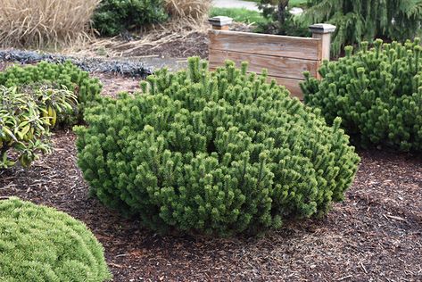 Slowmound Mugo Pine (Pinus mugo 'Slowmound') at Oakland Nurseries Inc Mugo Pine Landscape, Sunflower Landscaping, Privacy Planting, Colorado Landscaping, Mugo Pine, Pinus Mugo, Plant Palette, Yard Plants, Low Maintenance Shrubs