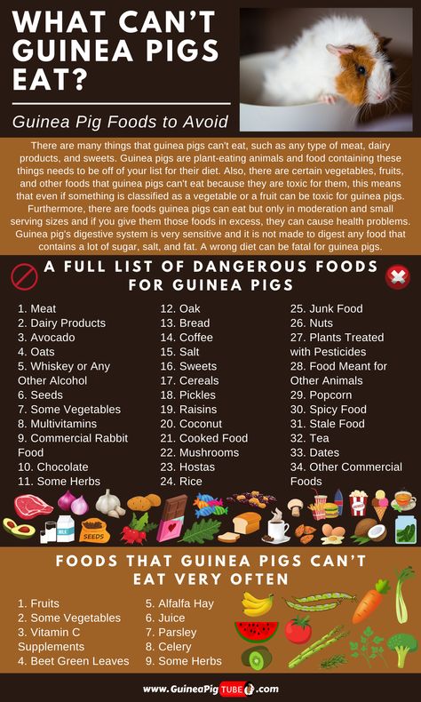 Do you want to know what the guinea pigs food to avoid giving it to them? Do you want to know what is the best recommended food for guinea pigs? Well, you are at the right place! Here you can find a food list for guinea pigs and learn everything about their diet. We are sure our guinea pigs food list will help you with your small pet. #guineapigs #guineapigfood #guineapigcare #guineapigeating Food For Guinea Pigs, Guinea Pig Food List, Guinnea Pig, Pig Diet, Guinea Pig Diet, Guinea Pig Diy, Guinea Pig Food, Pigs Eating, Serving Sizes