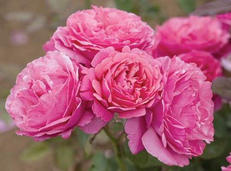 Dee-Lish® | Star Roses & Plants Rose Nursery, Hybrid Tea Rose, White Flower Farm, Rosa Coral, Rose Care, Rose Varieties, Rose Trees, Hybrid Tea Roses, Cabbage Roses