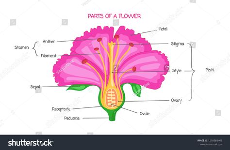 Part of a flower biological diagram, vector illustration drawing with educational scheme. Labeled plant cross section with ovary, pistil, sepal and stamen.illustration#vector#educational#drawing Diagram Of A Flower, Flower Dissection, Flower Diagram, Hibiscus Flower Drawing, Flower Anatomy, Carl Linnaeus, Plant Notes, Flower Decoration Ideas, Flower Structure