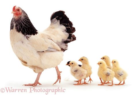 Photograph of Light Sussex bantam hen leading her week-old chicks. Rights managed white background image. Chicken Chick, Baby Chickens, Chicken Art, Chickens And Roosters, Hens And Chicks, Biome, Animal References, Chicken Farm, Raising Chickens