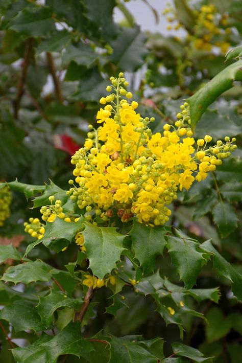 Oregon State Flower, Mahonia Aquifolium, Wild Gardening, Dundas Ontario, Spiral Garden, Lakewood Colorado, Wichita Falls Texas, State Flowers, Oregon Grape