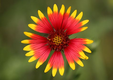 Indian Blanket Flower, Plant Reference, Flower Tattoo Stencils, Texas Plants, Dog Memorial Tattoos, Indoor Flowering Plants, Australian Wildflowers, Mediterranean Plants, Indian Blankets