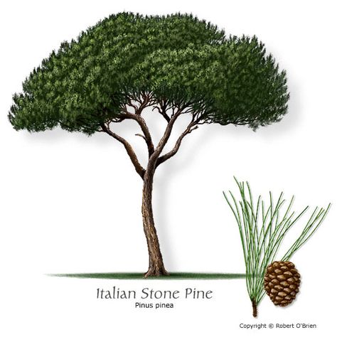 Texas Trees, Pine Tattoo, Pine Tree Drawing, Italian Stone, Pine Tree Tattoo, Mountain Laurel, Specimen Trees, Crape Myrtle, Tree Service