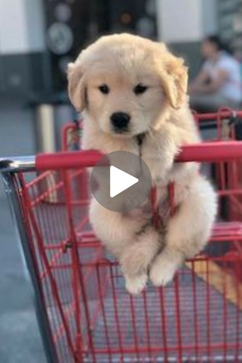 Cute Dog Wallpaper, Very Cute Puppies, Really Cute Puppies, Cute Dog Photos, Very Cute Dogs, Really Cute Dogs, Dog Wallpaper, Golden Retriever Puppy