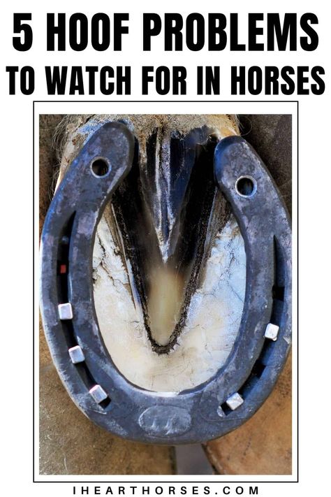 Don't miss these common hoof problems in your horse this rainy season! Check out the ones to watch for and how to treat them! These horse care tips are ideal for making sure your horse is safe all muddy season. Iberian Horse, Medical Room, Horses Stuff, Horse Farm Ideas, Small Barns, Horse Information, Horse Knowledge, Horse Care Tips, Horse Info