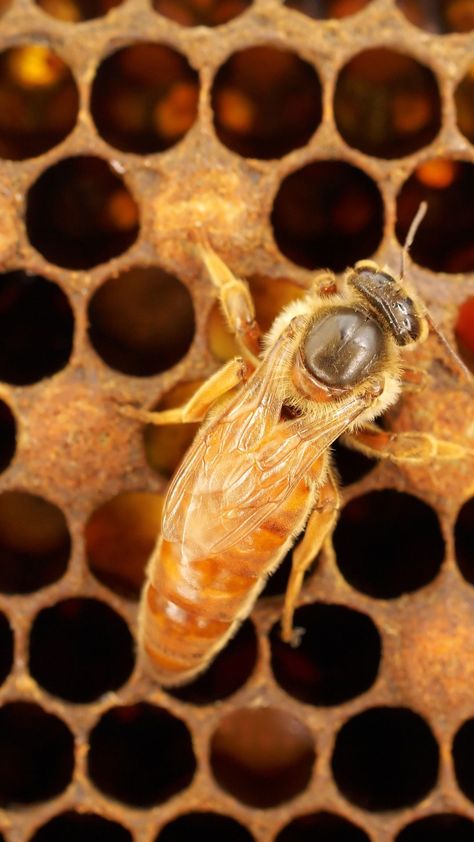 Honey Bee Queen, Bee Queen Art, Queen Honey Bee, Honey Bee Photos, Backyard Beehive, Honey Bee Facts, Honeybee Art, The Hives, Bee Pictures