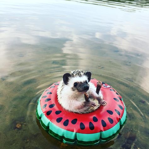 Enjoying the last lazy day of summer!! #ellie #hedgehog #babyhedgehog #lakelife #lastdayofsummer #summer #relaxing #tubing #watermelon… Pet Hedgehog, Hedge Hog, Watermelon Art, Hedgehog Pet, A Hedgehog, Cute Hedgehog, Super Cute Animals, Happy Summer