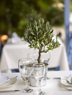 Olive Tree Wedding, Small Trees, Greece Holidays, Hotels Naxos, Olive Tree Centerpiece, Holidays Naxos Olive Tree Wedding, Olivier En Pot, Tree Wedding Centerpieces, Olive Wedding, Tree Centerpieces, Tree Table, Greece Holiday, Greek Wedding, Trendy Tree