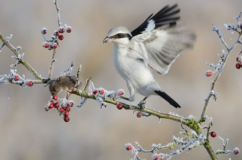 Hozier Art, Loggerhead Shrike, Flora And Fauna Art, Wild Birds Photography, Forest Logo, British Birds, Animal Magic, Game Birds, Bird Pictures