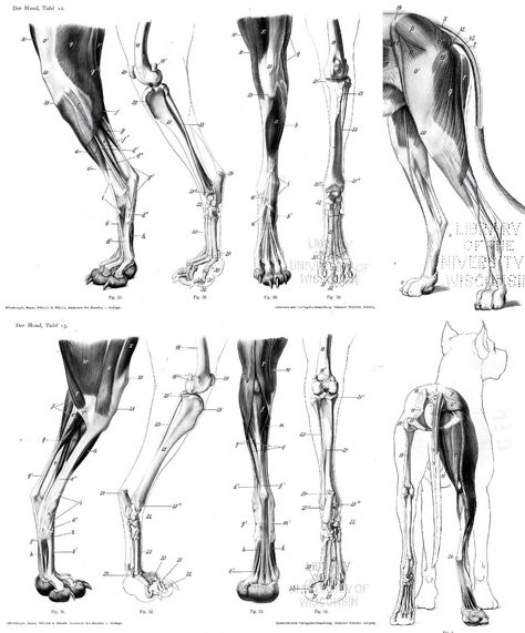 dog leg anatomy Dogs Reference, Fox Anatomy, Leg Drawing, Leg Anatomy, Dog Anatomy, Dog Leg, Horse Anatomy, Anatomy Tutorial, Animal Anatomy