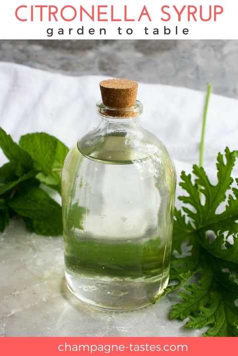 This recipe for Citronella Plant Simple Syrup uses leaves from the Citronella Geranium (or Mosquito Plant), and infuses them into a sweet, fragrant syrup that’s perfect for sweetening herbal tea, lemonade, and cocktails! Citronella Plant Care, Diy Coffee Drinks, Citronella Plant, Mosquito Plants, Diy Tea, Tea Lemonade, Rose Recipes, Foraged Food, Homemade Tea