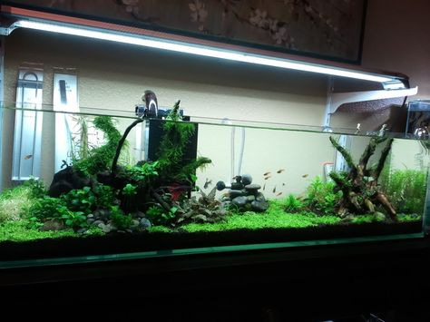 CryptKeeper54's Mr. Aqua 12 gallon long - Page 5 12 Gallon Long Aquarium, 5 Gallon Aquascape, Shallow Aquarium, Rock Scape, Long Aquarium, Rock Scaping, Amazing Aquariums, Diy Aquarium, My One And Only