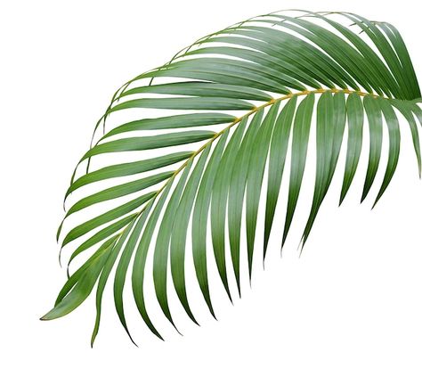 Photo tropical green palm leaf tree isol... | Premium Photo #Freepik #photo #tropical-tree #coconut-leaf #tropical-palm #palm-leaves Corel Draw Tutorial, Natural Form Art, Green Leaf Background, Coconut Leaves, Coconut Palm Tree, Palm Tree Leaves, Photo Background Images Hd, Palm Plant, Tropical Green