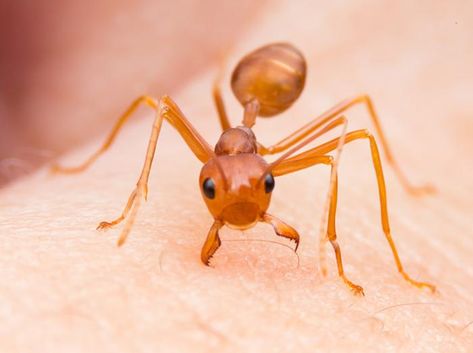 Home Remedies For Ants, Fire Ant Bites, Types Of Ants, Ant Bites, Ant Repellent, Fire Ant, Ants In House, Red Ant, Ant Colony