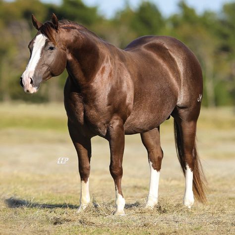 One Time Genuine – Stallion Register Directory Prettiest Horses, Aqha Stallion, Quarter Horse Stallion, Quarter Horses, Barrel Horse, American Quarter Horse, All The Pretty Horses, Barrel Racing, Quarter Horse