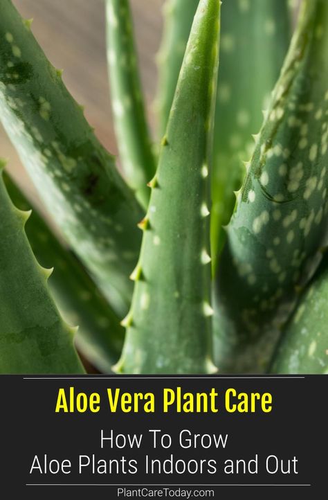 Aloe vera plant care begins with planting in a well-drained soil (cactus potting soil) plenty of drainage holes, give the plant bright light. [CARE TIPS] Propagate Aloe Vera, Aloe Plant Care, Growing Aloe Vera, Aloe Vera Care, Aloe Plant, Aloe Vera Plant, Air Purifying Plants, Succulent Care, Aloe Vera Leaf