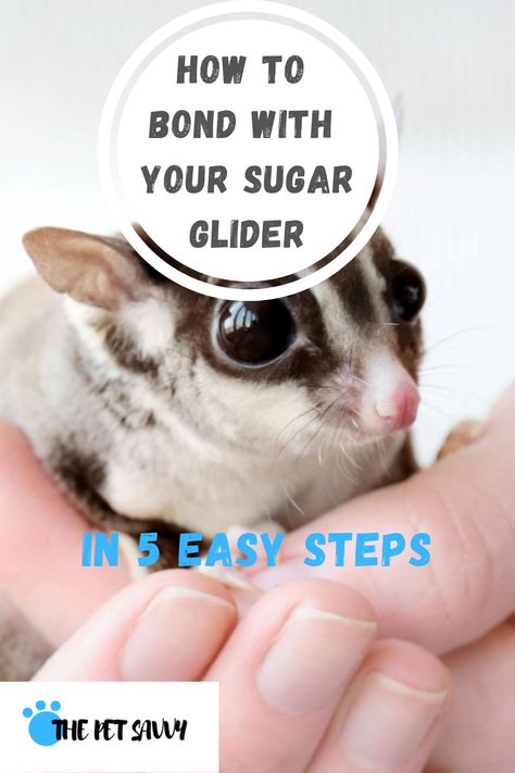 Sugar Glider Toys Diy, Sugar Glider Cage Ideas, Sugar Glider Habitat, Sugar Glider Cute, Sugar Glider Diet, Sugar Glider Baby, Sugar Glider Food, Sugar Glider Pouch, Sugar Glider Pet