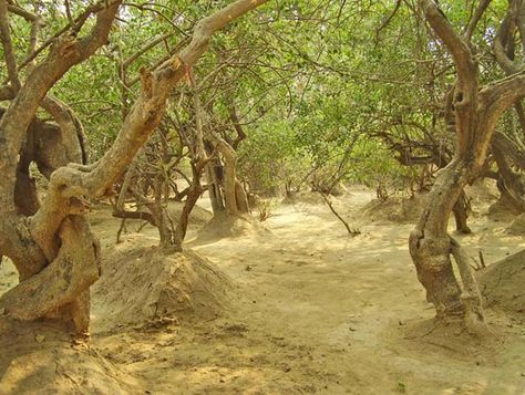 mystery-of-nidhivan Vrindavan Dham Images, Krishna Temple, Vedic Mantras, Spiritual Love, Radha Krishna Wallpaper, Mysterious Places, Radha Krishna Love, Radha Rani, Hindu Temple