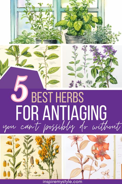 best herbs for anti aging Natural Wrinkle Remedies, Sunburn Peeling, Anti Aging Herbs, Tighten Facial Skin, Anti Aging Remedies, Anti Aging Diet, Natural Face Care, Natural Face Lift, Wrinkle Remedies