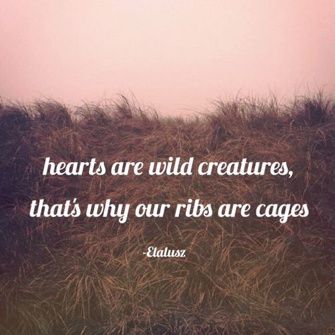 Hearts are wild creatures, that's why our ribs are cages. -Elalusz Cage Quotes, Small Sayings, Ribs Quotes, Hearts Are Wild Creatures, Post Secret, Wild Creatures, Describe Me, Rib Cage, Poetry Quotes